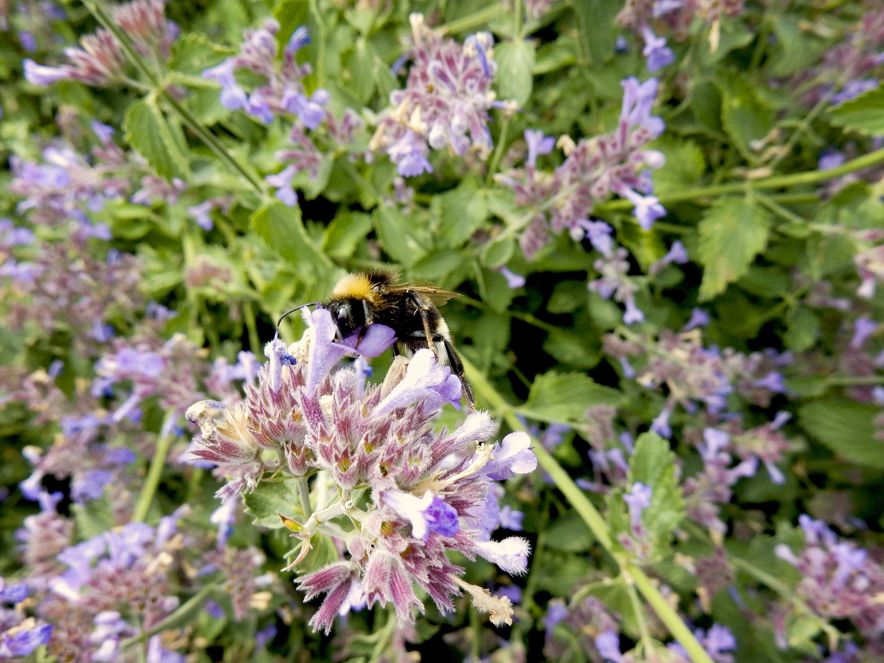 Bee among flowers